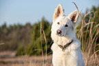 Berger Blanc Suisse Portrait