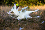 rolling Berger Blanc Suisse