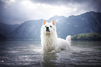 Berger Blanc Suisse in the water