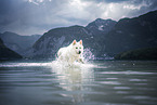 Berger Blanc Suisse runs through the water