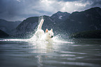 Berger Blanc Suisse runs through the water