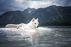 Berger Blanc Suisse runs through the water