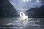 standing Berger Blanc Suisse