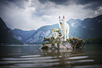 standing Berger Blanc Suisse
