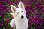 young Berger Blanc Suisse