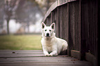 lying Berger Blanc Suisse