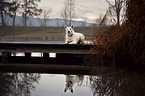 lying Berger Blanc Suisse