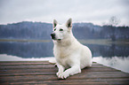 lying Berger Blanc Suisse