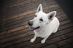 Berger Blanc Suisse