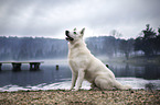 sitting Berger Blanc Suisse