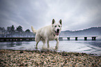 Berger Blanc Suisse