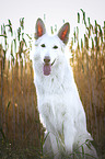 sitting Berger Blanc Suisse