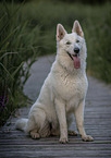 sitting Berger Blanc Suisse