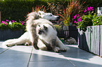 Berger Blanc Suisse with Cat