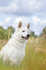 sitting White Swiss Shepherd