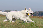 running White Swiss Shepherds