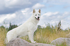 standing White Swiss Shepherd