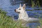 swimming White Swiss Shepherd