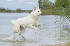 running White Swiss Shepherd