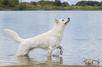 walking White Swiss Shepherd