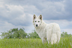 standing Berger Blanc Suisse