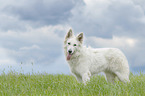 standing Berger Blanc Suisse
