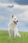 sitting Berger Blanc Suisse