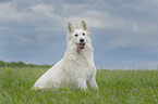 sitting Berger Blanc Suisse