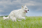 running Berger Blanc Suisse