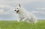 running Berger Blanc Suisse