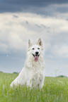 sitting Berger Blanc Suisse