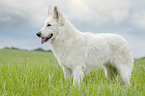 standing Berger Blanc Suisse