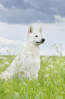 sitting Berger Blanc Suisse