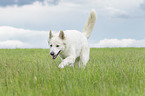 running Berger Blanc Suisse
