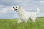 running Berger Blanc Suisse