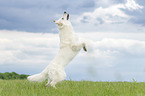 playing Berger Blanc Suisse