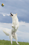 playing Berger Blanc Suisse