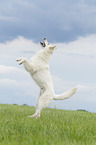 playing Berger Blanc Suisse
