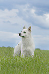 standing Berger Blanc Suisse