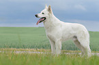 standing Berger Blanc Suisse