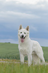 standing Berger Blanc Suisse