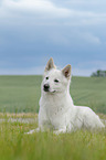 lying Berger Blanc Suisse
