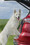 standing Berger Blanc Suisse