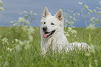 lying Berger Blanc Suisse