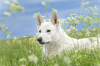 lying Berger Blanc Suisse
