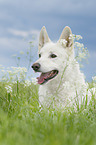 Berger Blanc Suisse portrait