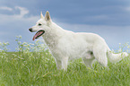 standing Berger Blanc Suisse
