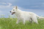 walking Berger Blanc Suisse