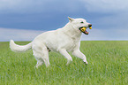 running Berger Blanc Suisse