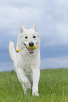 running Berger Blanc Suisse